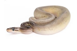 Python regius, cinnamon mojave super pastel